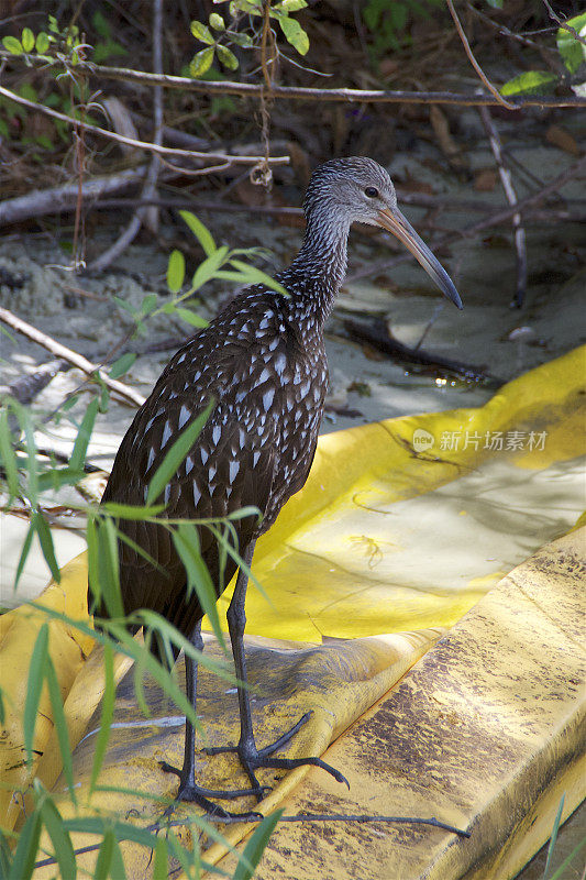 植物中的Limpkin -剖面